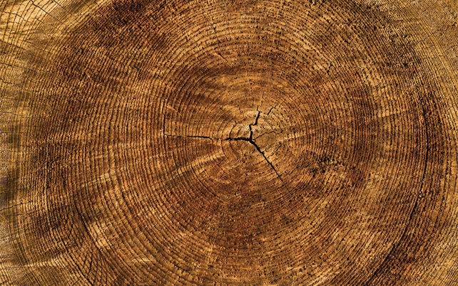 Acacia Joinery - Timber Species